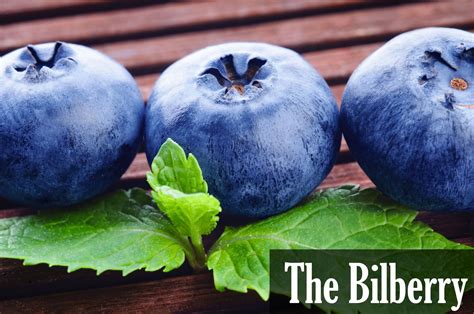 The Bilberry, Vision Care, Glucose Control and more | Heath benefits, Eye health, Healthy eyes