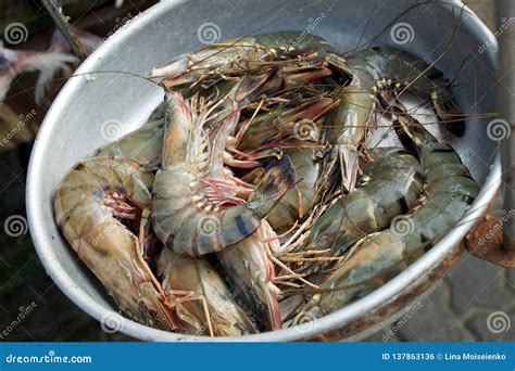 Fresh Shrimps in Bowl. Fish and Seafood Market in Sri Lanka Stock Photo ...