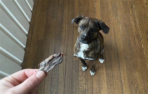 How To Make Jerky Treats For Dogs