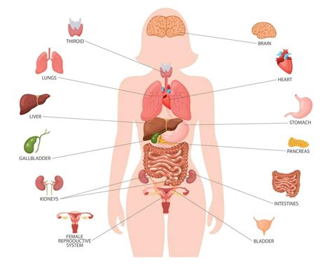 Human anatomy concept. Infographic poster with the internal organs of ...