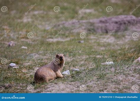 The Himalayan marmot stock photo. Image of india, field - 75291210