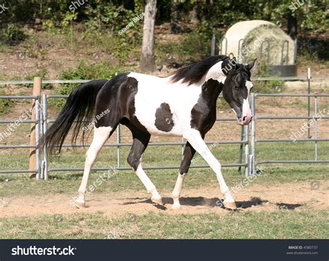 Half Arabian Paint Horse Runningtrotting Arena Stock Photo 4580737 | Shutterstock