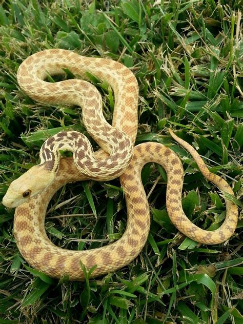 kingsnake.com photo gallery > Member Galleries > Hypomelanistic ...