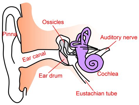 Inner ear clipart - Clipground