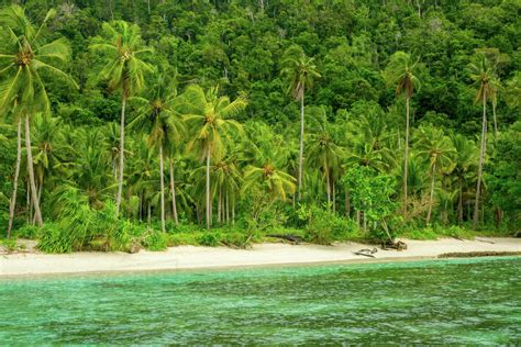 Indonesia. A wild beach on a tropical island covered with jungle. White sand and palm trees ...