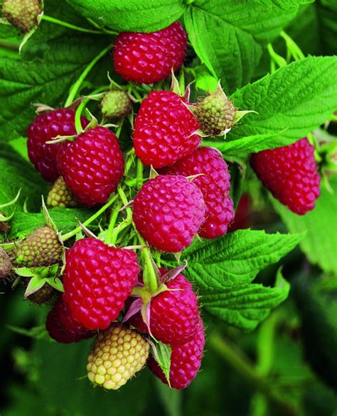 Pin by Terry Smith on Raspberries | Perfect plants, Raspberry, Plants