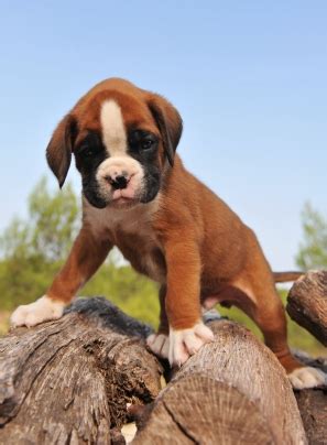 Entrenamiento de un cachorro bóxer » BOXERSPEDIA