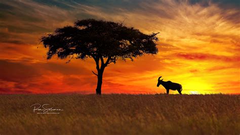 My Top 10 Tips For A Successful African Safari Photography Experience