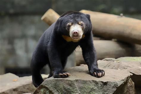 China zoo denies that its sun bear is a human in costume - The ...