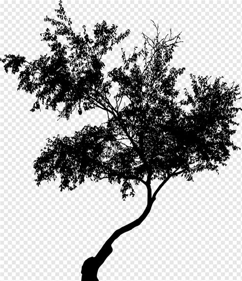 Tree, Branches, Silhouette, Trunk, Nature, Wood, Plant, png | PNGWing