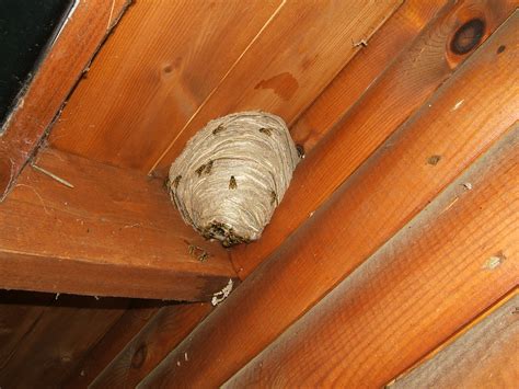 Wasp nest removal - Nature in Balance Pest Control