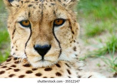 Gepard Eyes Stock Photos and Pictures - 265 Images | Shutterstock