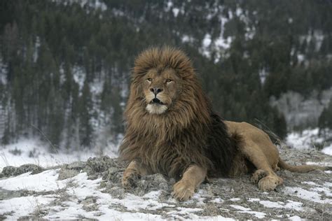 6 Types of Lions, Endangered and Extinct