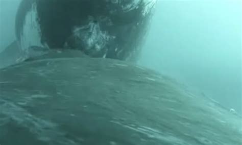 Humpback whale calf shown nursing in first-of-its-kind footage | For The Win