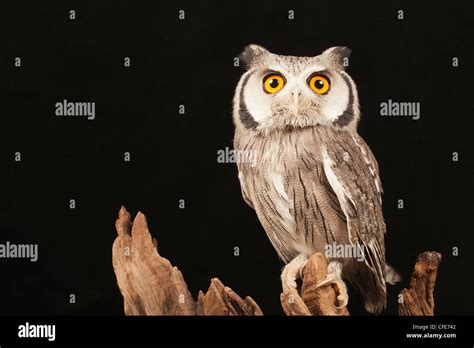 White-faced owl Stock Photo - Alamy