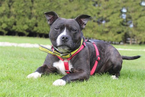 Adopt a Dog | Treacle, Staffordshire Bull Terrier (SBT) | Dogs Trust ...