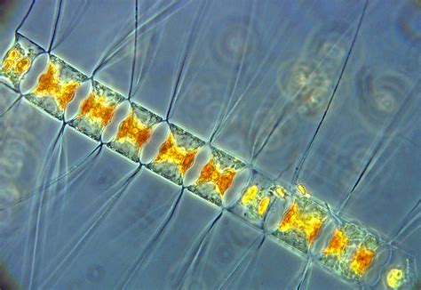 Decline of diatoms due to ocean acidification