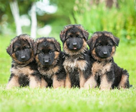 German Shepherd Puppies For Adoption (Tips and Guides) - Allgshepherds