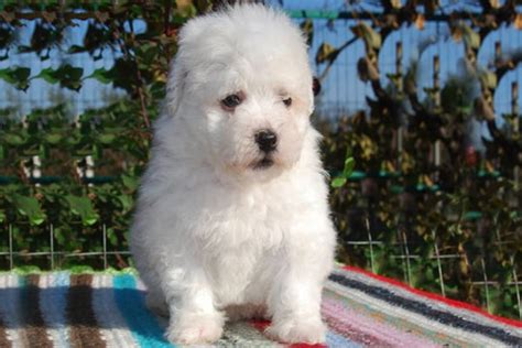 Bolognese Puppies Breed information & Puppies for Sale