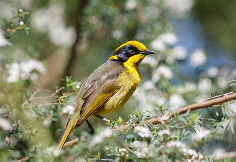 30 years of conservation efforts may finally save the helmeted ...