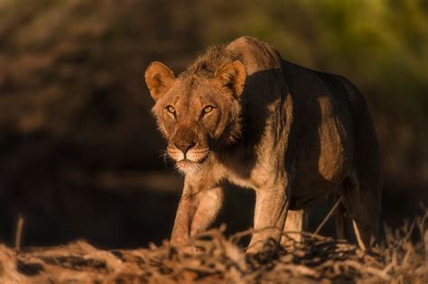 Namibia's desert-adapted lions - Africa Geographic