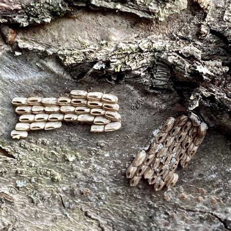 Spotted Lanternfly Eggs stock photo. Image of species - 268288068