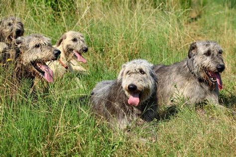 Irish Wolfhound: The Complete Guide to the Irish Gentle Giant