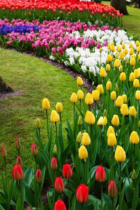 Inspiring Tulip Garden Ideas - Town & Country Living