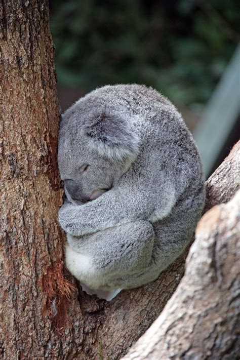 Koala Asleep in a Tree | Smithsonian Photo Contest | Smithsonian Magazine