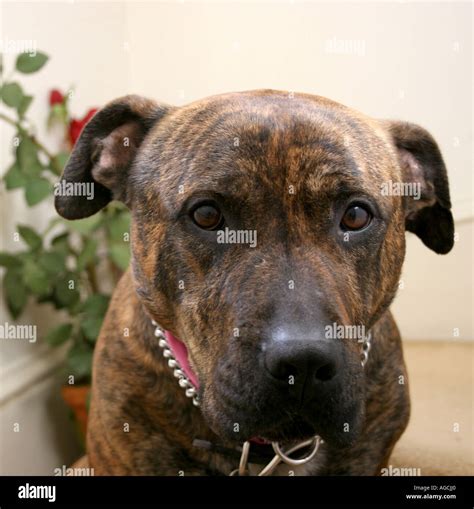 Brindle brown pit bull terrier mutt Stock Photo: 8096159 - Alamy