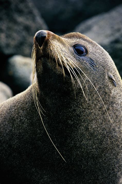 Seals - On the Rebound | New Zealand Geographic