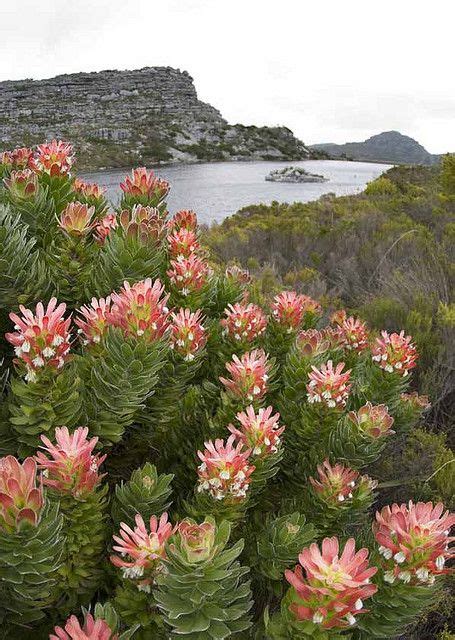 de Villiers dam, Table Mountain copy | South african flowers, South africa travel, Africa