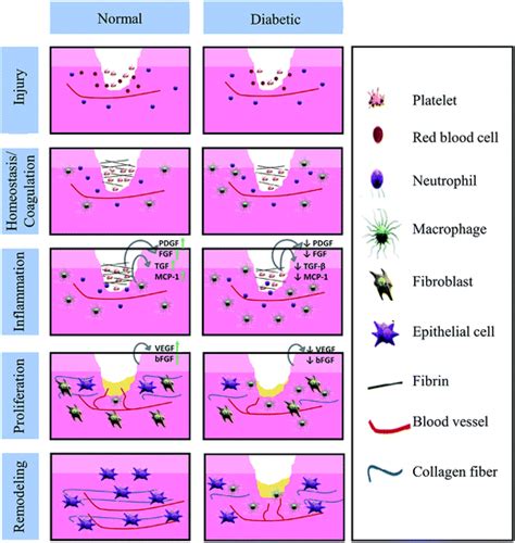 A functional chitosan-based hydrogel as a wound dressing and drug delivery system in the ...