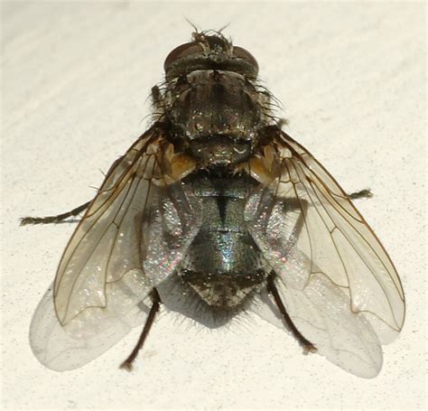 Diptera.info - Discussion Forum: Calliphoridae?