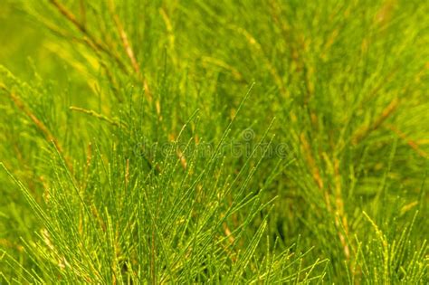 Cemara Udang, Australian Pine Tree or Whistling Pine Tree (Casuarina Equisetifolia) Leaves ...