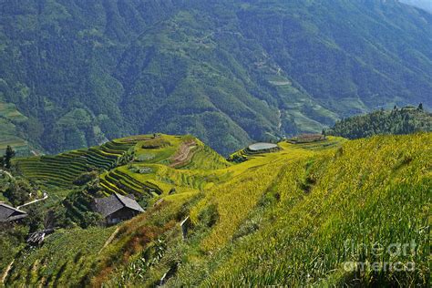 Rice Terraces in Guilin, China Photograph by Moshe Torgovitsky - Fine Art America