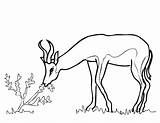 Springbok From South Africa coloring page  Free Printable Coloring Pages sketch template