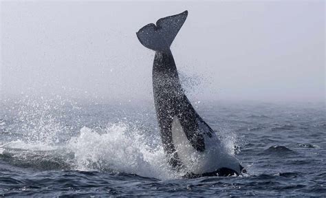 15 Orca Whales, 2 Humpback Whales Spotted Fighting in Pacific Ocean