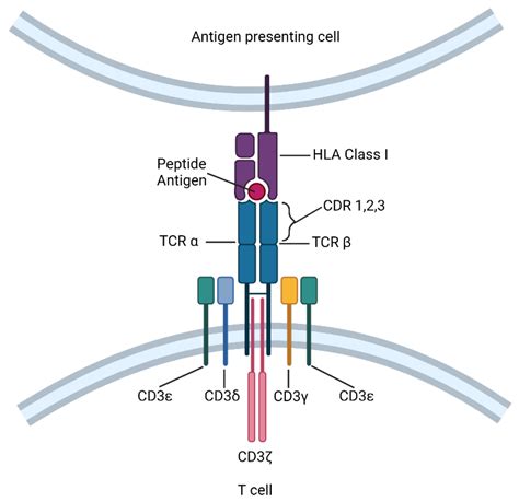 Cells | Free Full-Text | Evolution of CD8+ T Cell Receptor (TCR ...