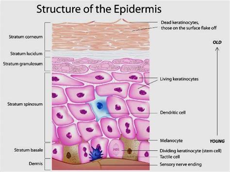 Structure of Epidermis. Modified from: | Download Scientific Diagram