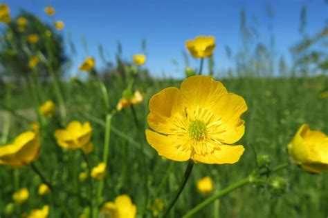 Bright Blooms with Deep Meanings: The Buttercup Flower Symbolism Story ...