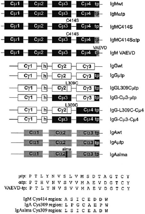 Overview of antibody heavy chain constructs. Constant heavy chain ...