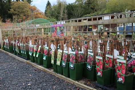 How to Plant Raspberry Canes | Woodside Garden