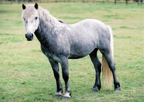 Eriskay Pony Breed Information, History, Videos, Pictures