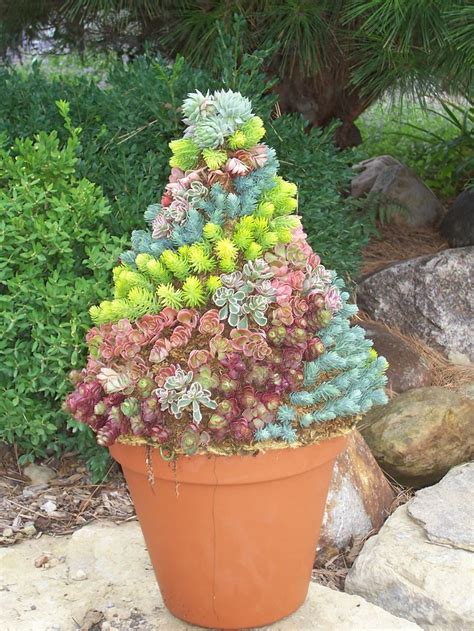 40 best images about Dish Gardens & Succulents on Pinterest | Gardens ...