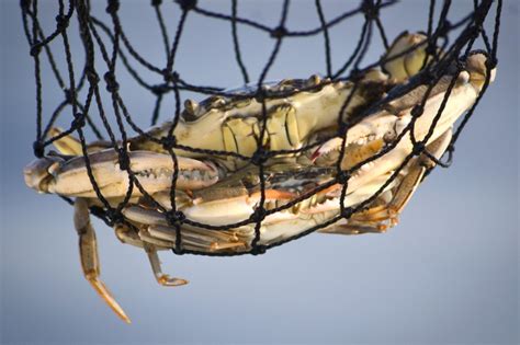 What is Happening to the Gulf’s Blue Crabs? - The National Wildlife Federation Blog