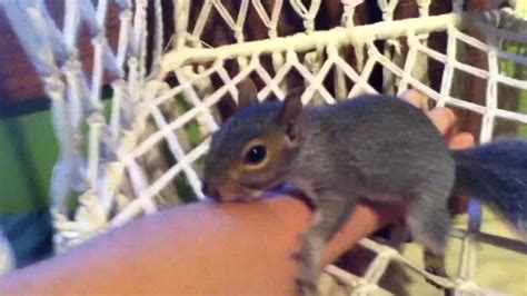 Pet Squirrel Playing - YouTube