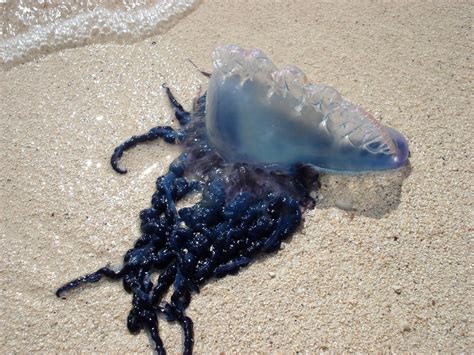 Venomous Portuguese man o’ war spotted at Massachusetts beach, state issues warning ahead of ...