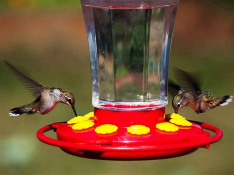 Perché i colibrì smettono di visitare gli alimentatori? | Flonchi