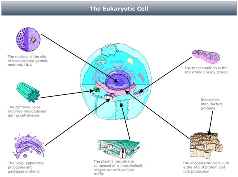 Eukaryotic Cell Diagram